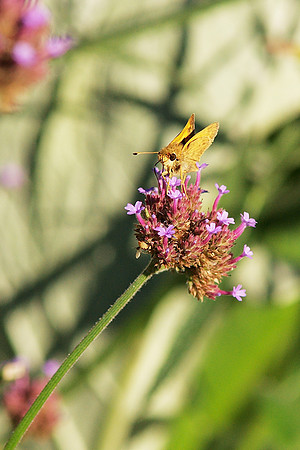 Skipper, Central Park