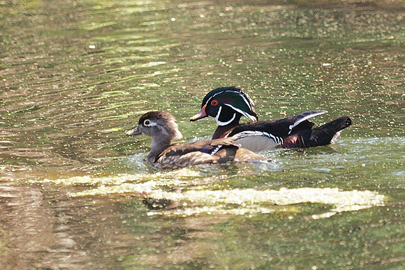 Wood Ducks, NY Botanical Garden