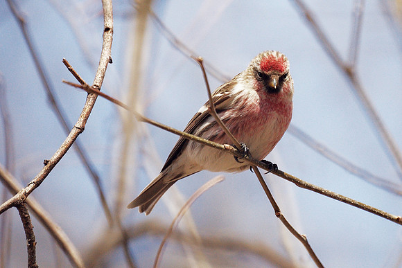 Common Redpoll, Central Park