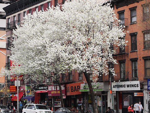 Callery Pear trees in bloom, Ninth Avenue