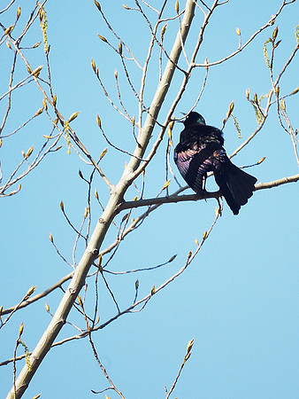 Call of the Grackle