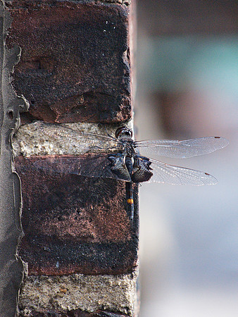 Dragonfly, Garment District