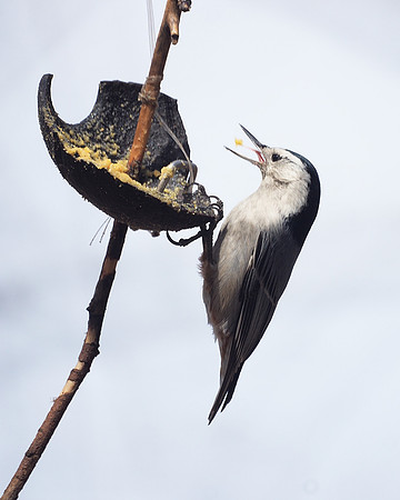 White-Breasted Nuthatch, Central Park