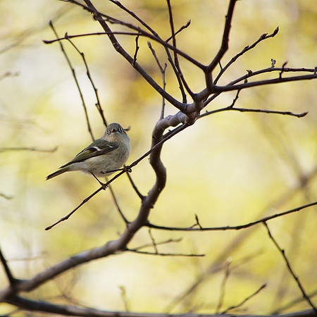 Ruby-Crowned Kinglet, Central Park
