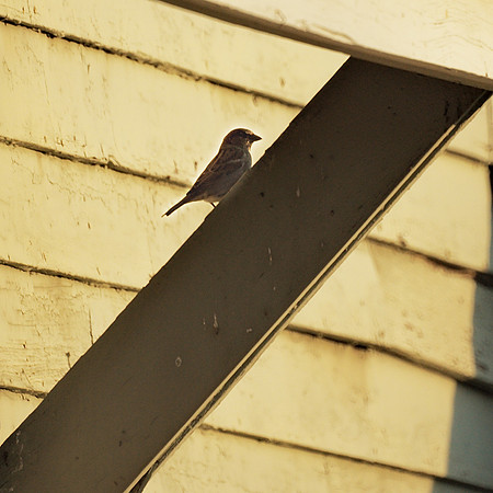 Sparrow diagonal