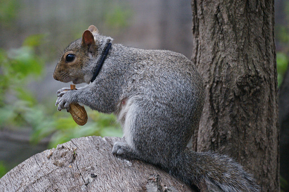 Squirrel and peanut, Central Park