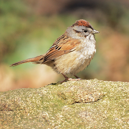 Swamp Sparrow, Central Park
