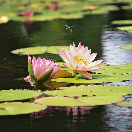Dragonfly in flight, Lily Pond