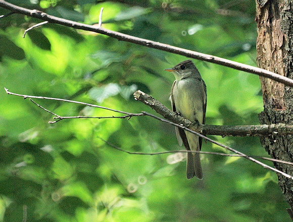 Eastern Wood Pewee, Central Park