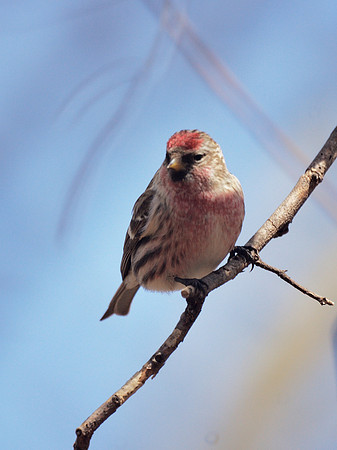 Common Redpoll, Central Park