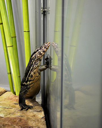 Water Monitor, American Museum of Natural History