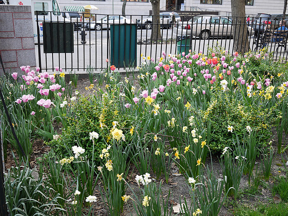 The flowers that bloom in the Spring, tra-la!