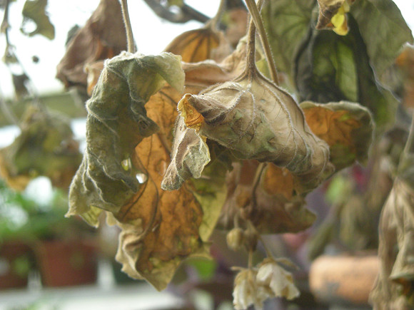 leaves, leaving