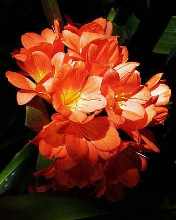 Clivias