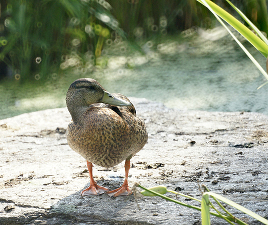 Mallard
