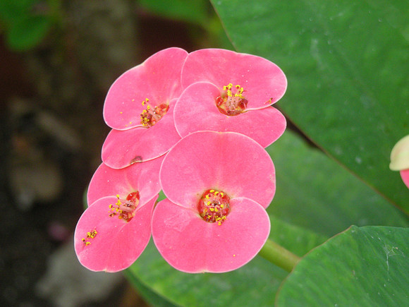 Euphorbia flower