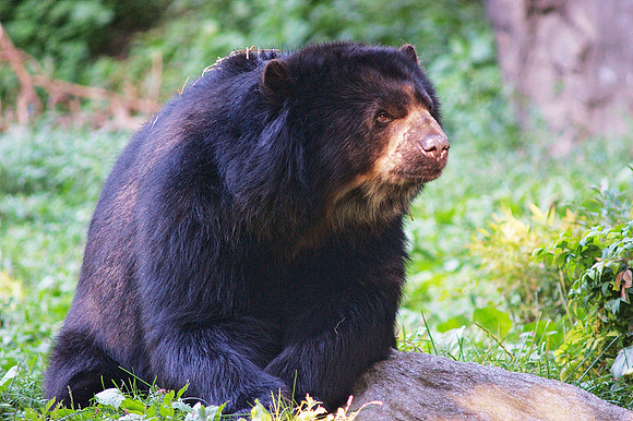 Bear, Queens Zoo