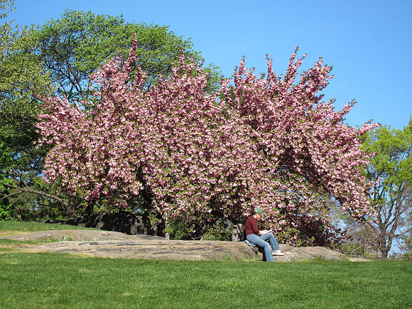 Cedar Hill, Central Park