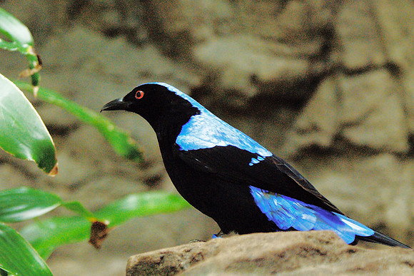Metallic Starling