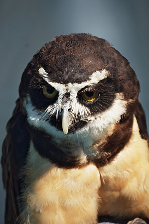 Today's Owl, 24 October 2009