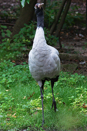Distracted Crane is distracted