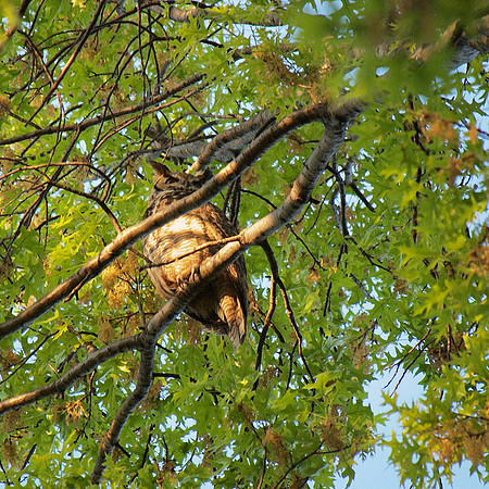 Great Horned Owl, Central Park