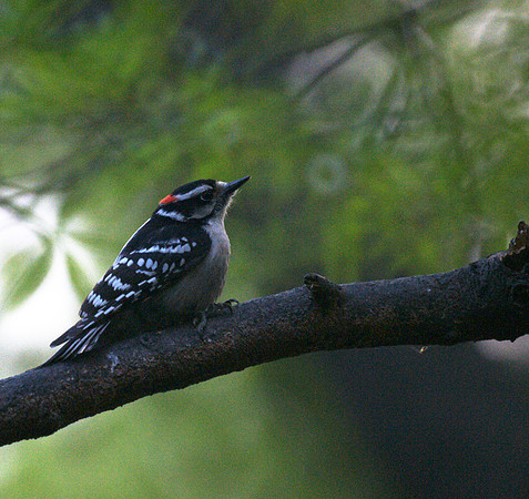Noble woodpecker