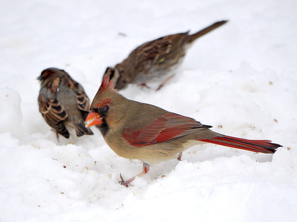 Cardinal in snow, Central Park