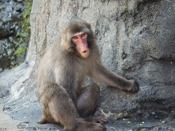 Snow Monkey, Central Park Zoo