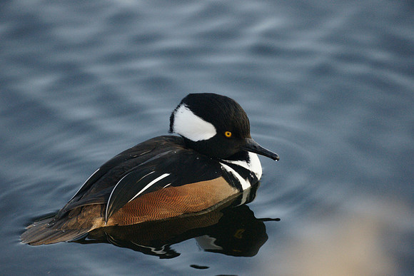 Hooded Merganser, Central Park Reservoir
