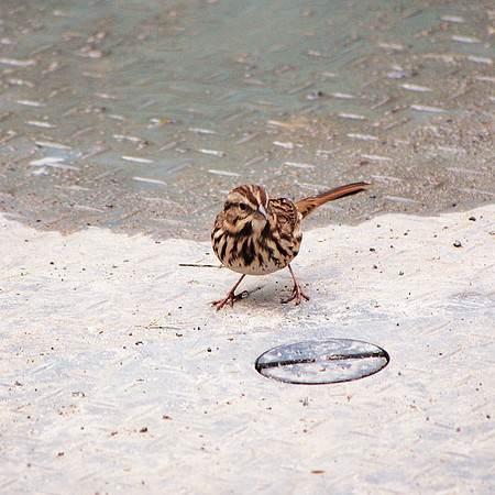 Song Sparrow, Bryant Park