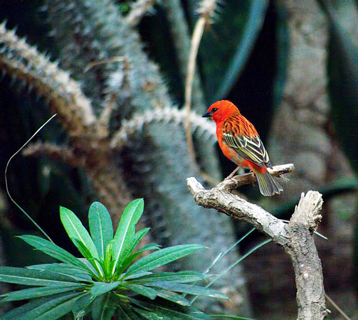 Madagascar Red Fody, Bronx Zoo