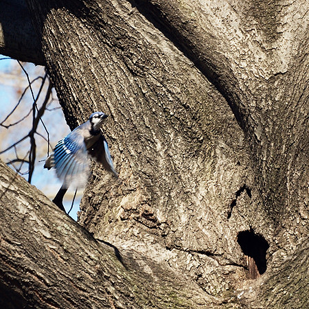 Blue Jay, NY Botanical Garden
