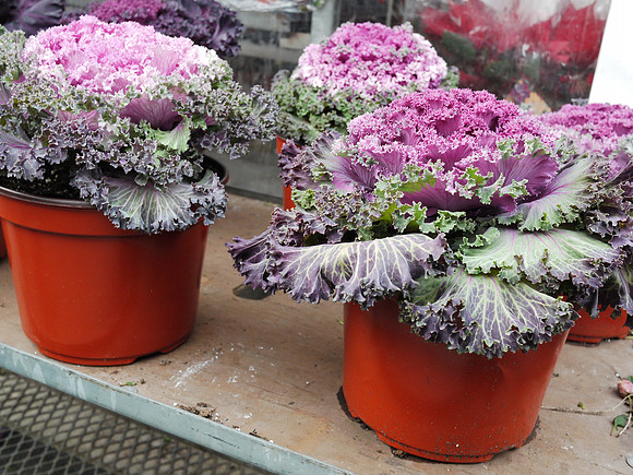 At the greenmarket