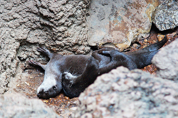 Otters, relaxin'