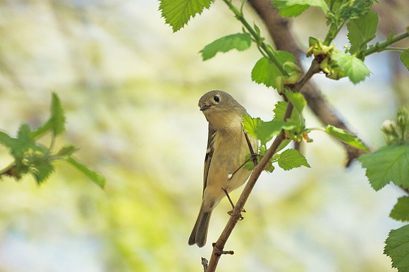 Ruby-Crowned Kinglet, NY Botanical Garden