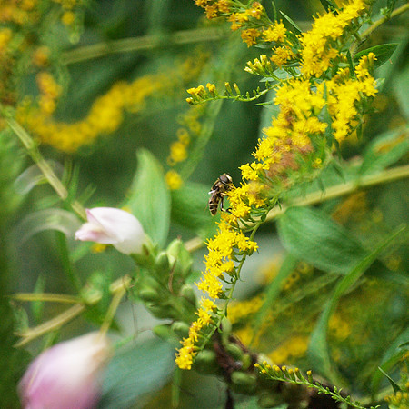 Hoverfly and Goldenrod, Central Park