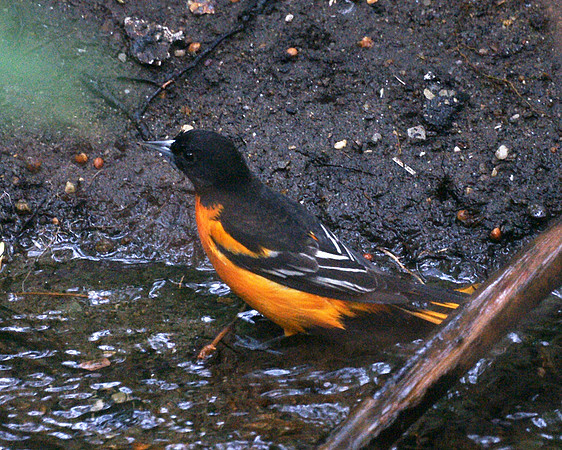 Baltimore Oriole, Central Park