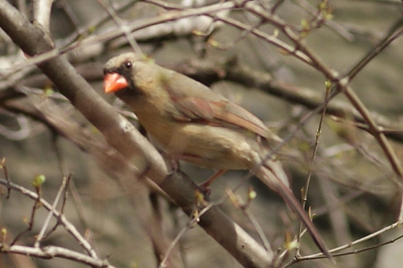 female cardinal