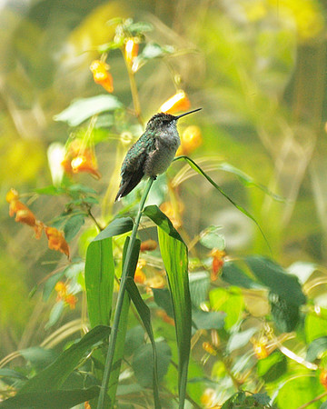 Ruby-Throated Hummingbird, Central Park