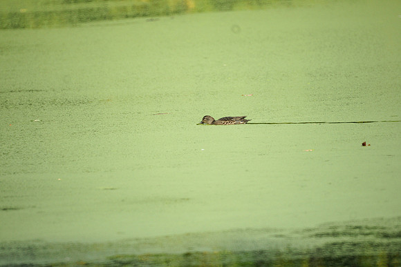 Duck in duckweed, NY Botanical Garden