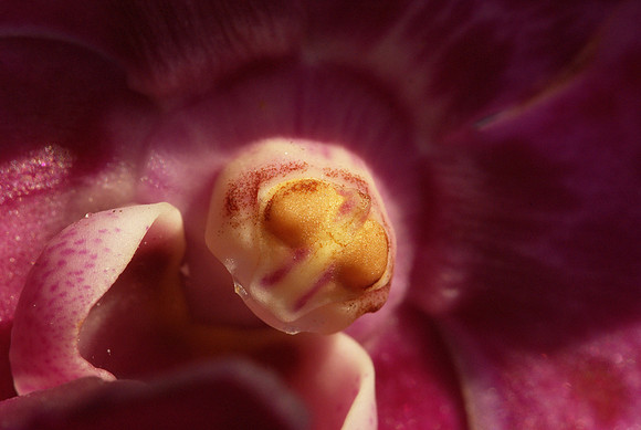 Vanda column
