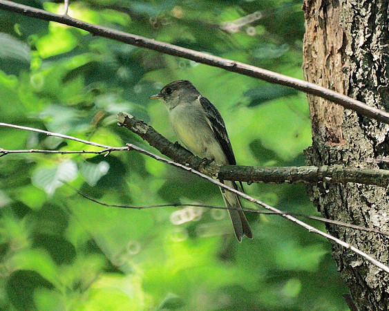 Eastern Wood Pewee, Central Park