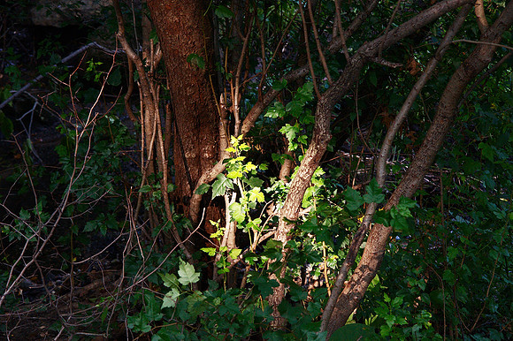 the light