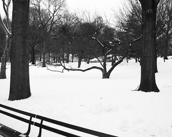 Trees, Central Park, February 2010