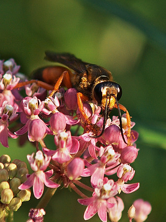 Great Golden Digger Wasp, Central Park, NY