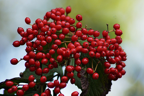 berries