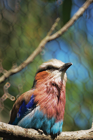 Heraldic Bee-Eater