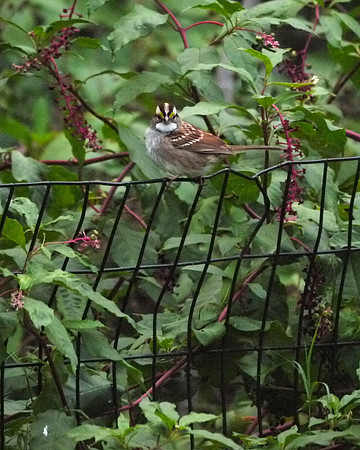 White-Throated Sparrow, Central Park