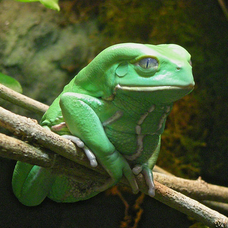 Waxy Monkey Frog